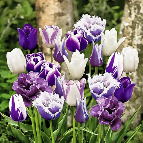 Bakker Bulbes à fleurs 20 Tulipes Paradis mélange bulbes sachet 20