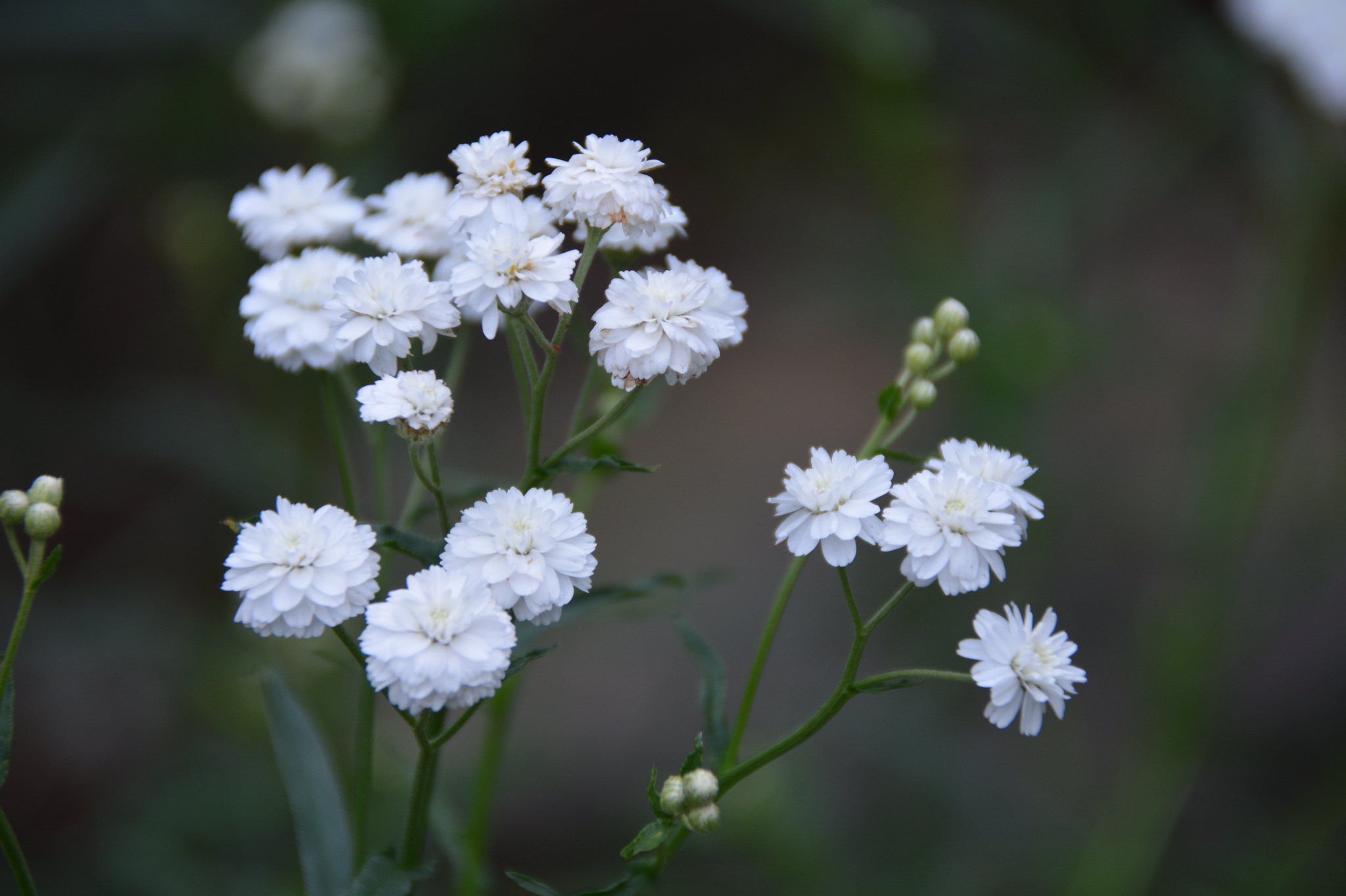 Passion Vivaces Achillea ptarmica Perry's White plante vivace blanche