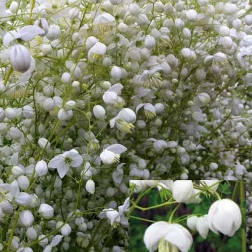 Bakker Delavayi Splendide White pigamon pot 9 cm blanc