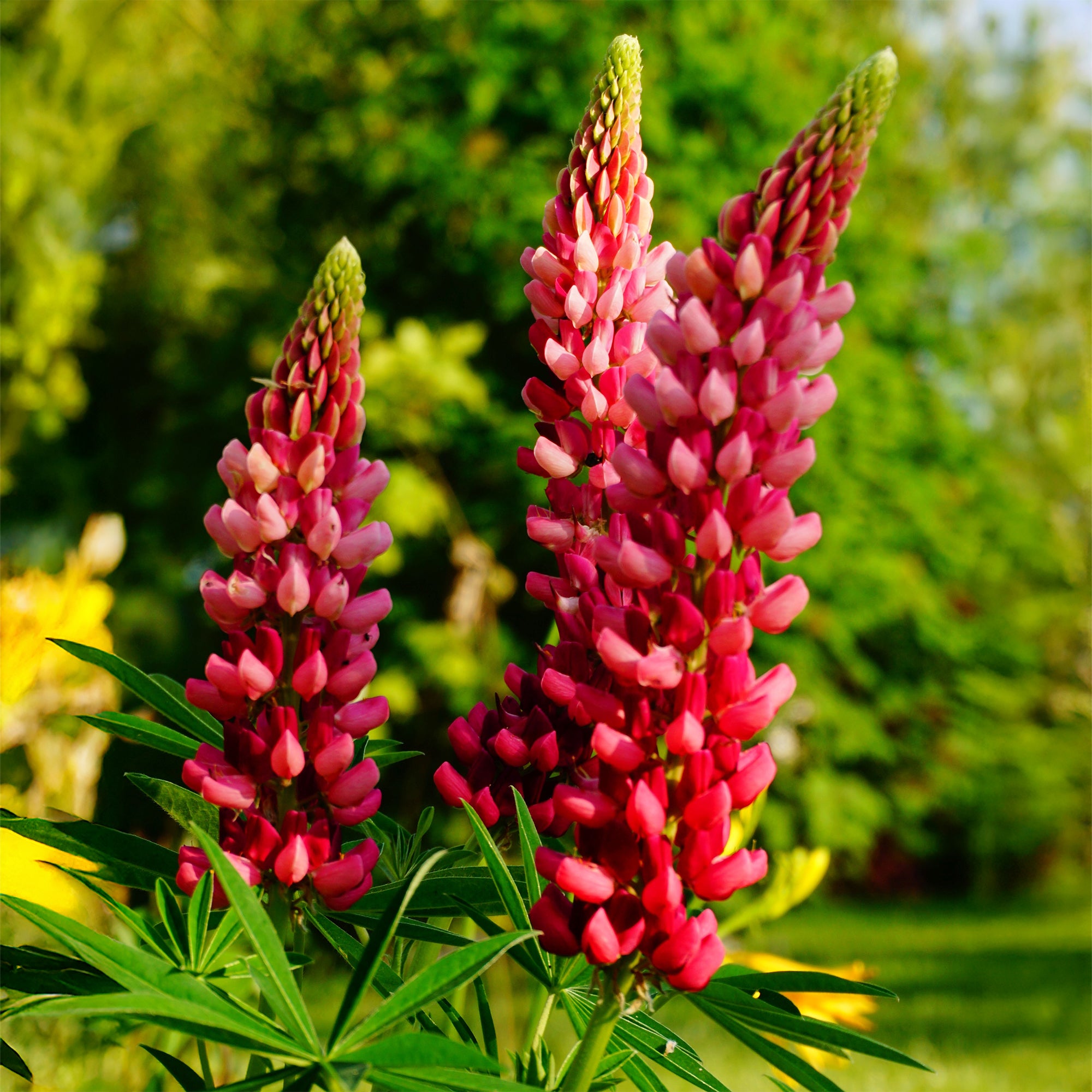 Bakker Lupin The Pages vivace pot Ø9cm fleurs rouges