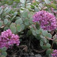 Passion Vivaces Sedum sieboldii orpin godet feuilles bleutées roses