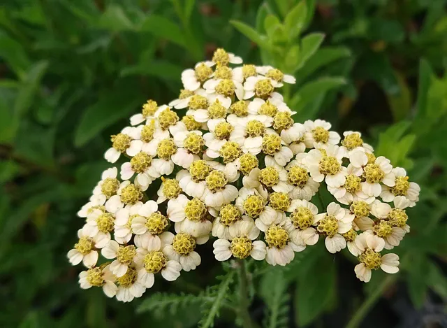 Passion Vivaces Achillea millefolium Hannelore Pahl achillée vivace soleil
