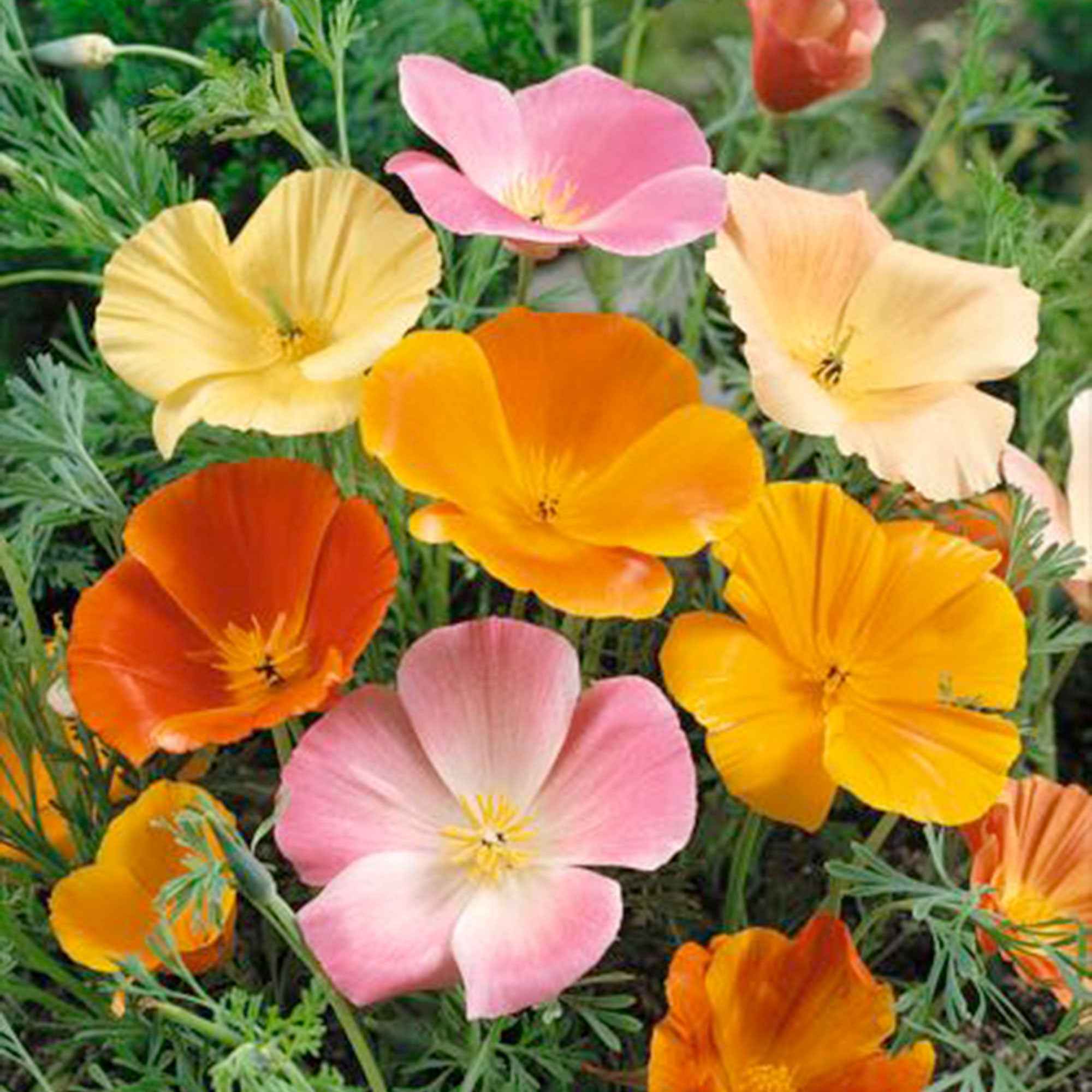 Bakker Pavot Californie graines 1g ±650 graines