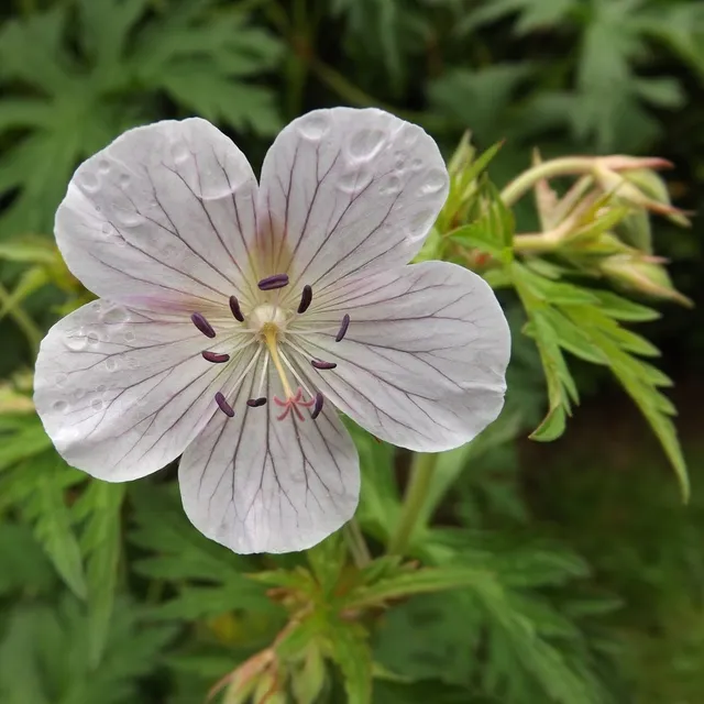 Passion Vivaces Geranium Silver Queen plante vivace pot 1L blanc veiné