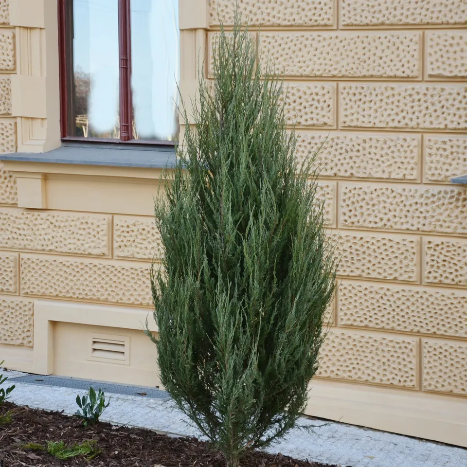 Bakker Blue Arrow genévrier bleu pot 9cm