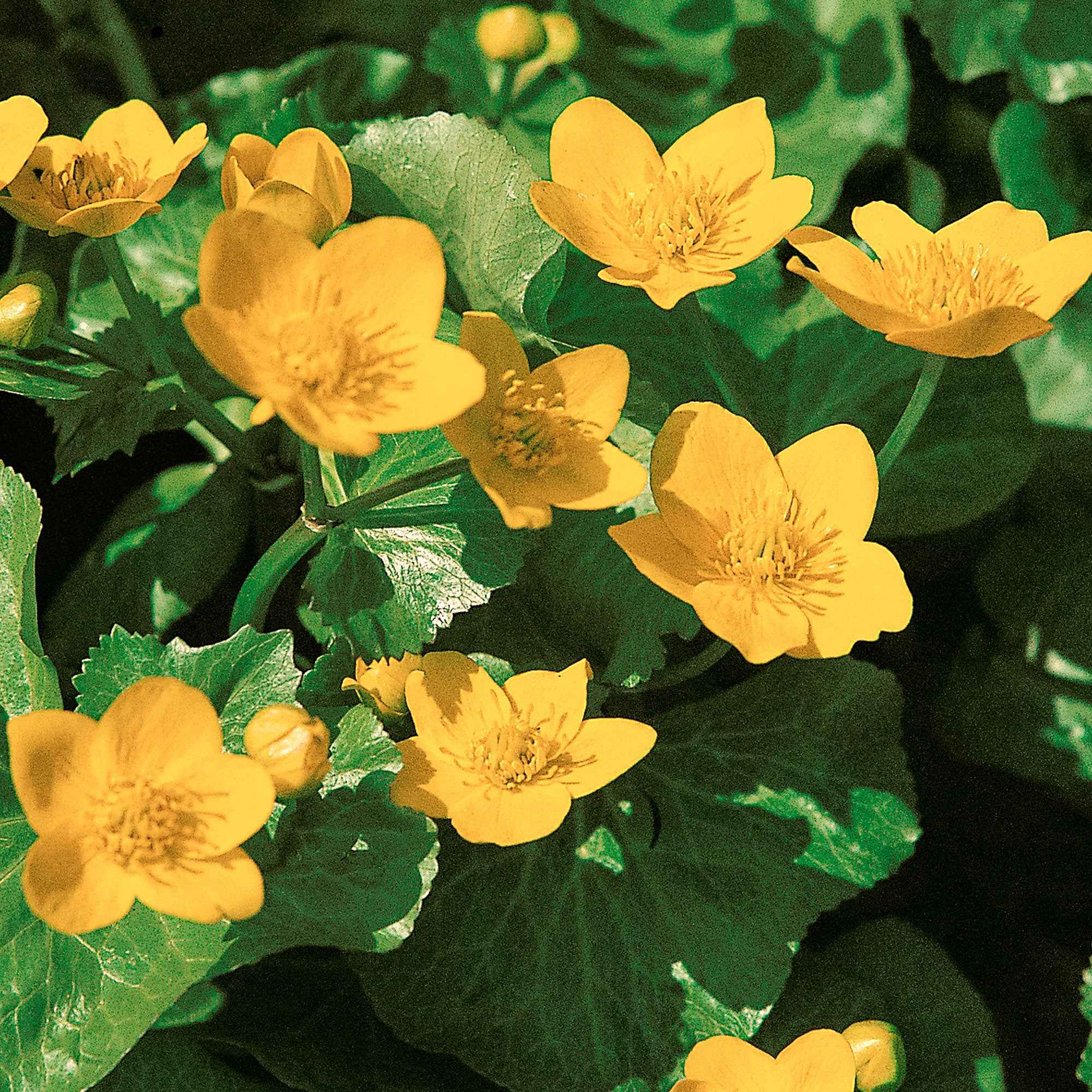 Bakker Plantes de bassin Populage des marais souci d’eau pot jaune