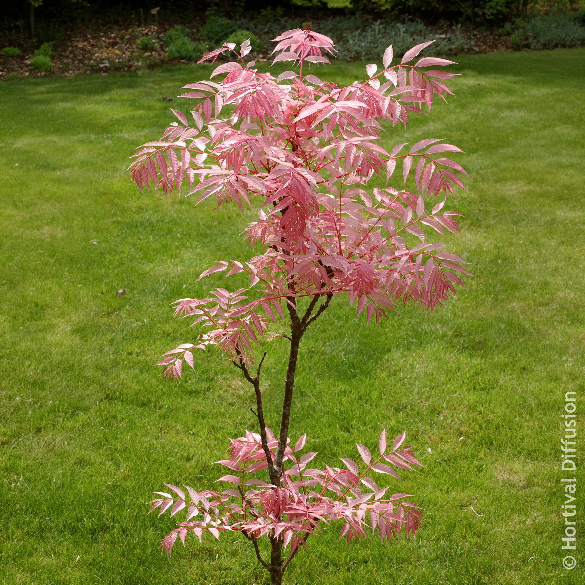 Bakker Cèdre de Chine Flamingo arbre feuillage rose pot 9cm