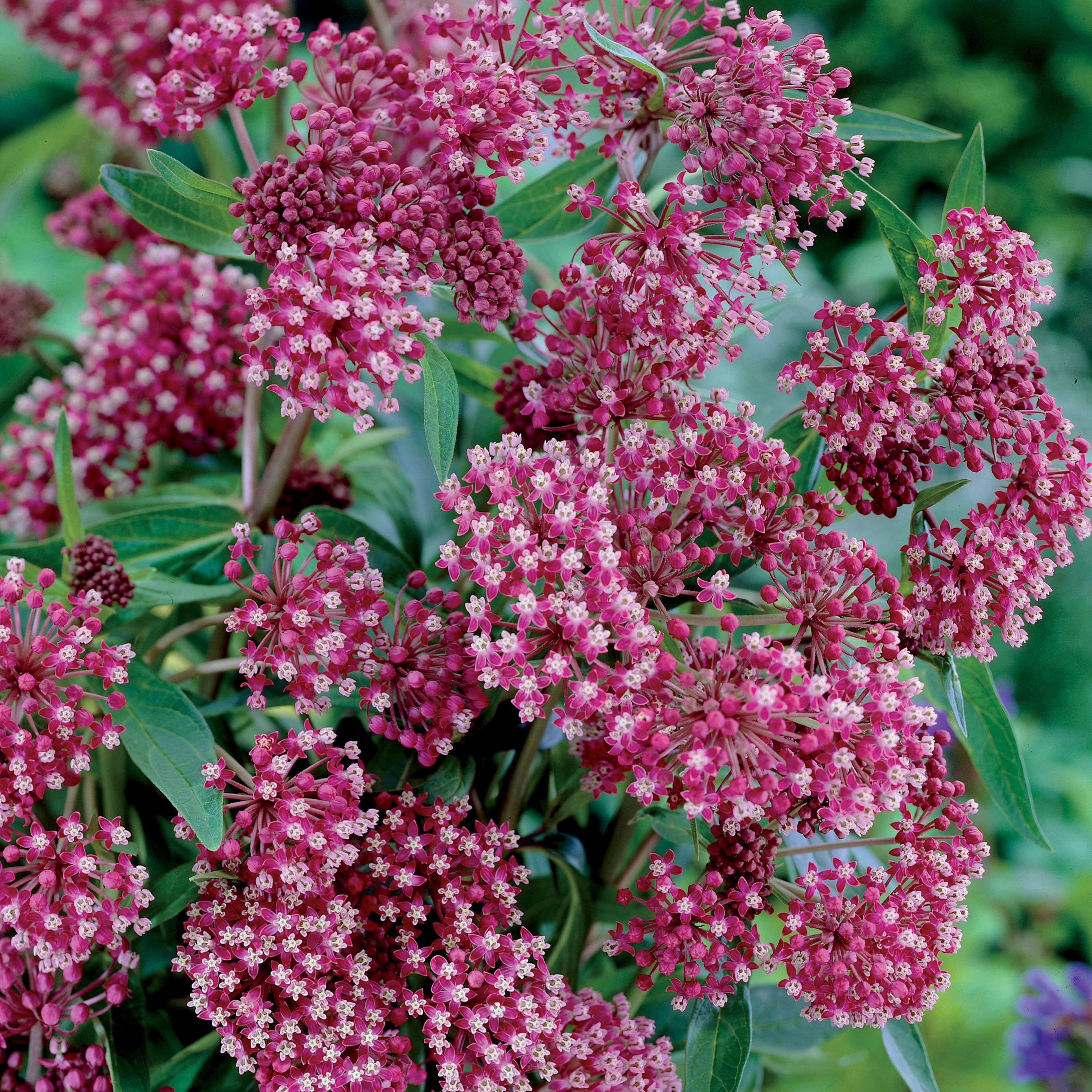Bakker Plantes vivaces collection jardin coloré vivace 12 racines nues