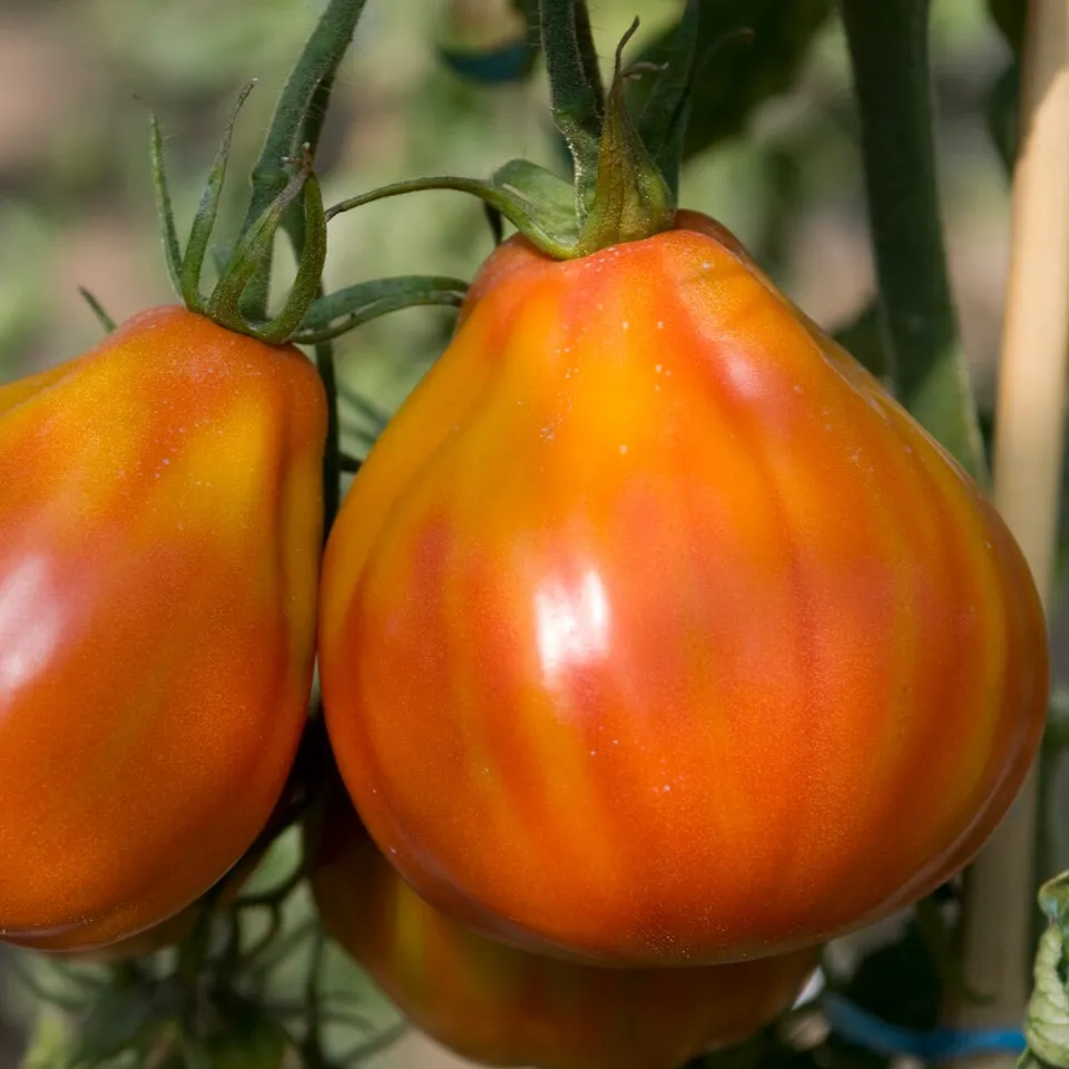 Bakker Potager et Graines Tomate Liguria graines tomates sachet 0,1g sauce