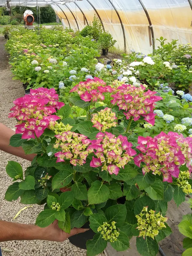 Hortensias du Haut Bois Chaperon Rouge hortensia boule rouge
