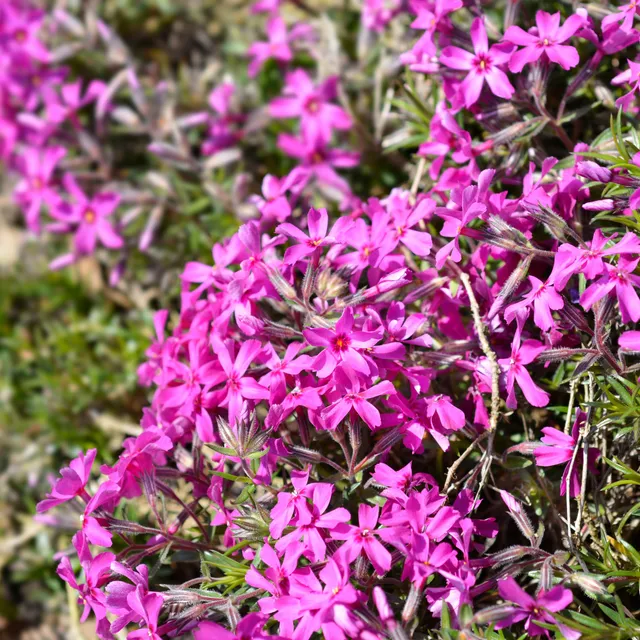 Bakker Phlox mousse Atropurpurea vivace pot Ø9 cm