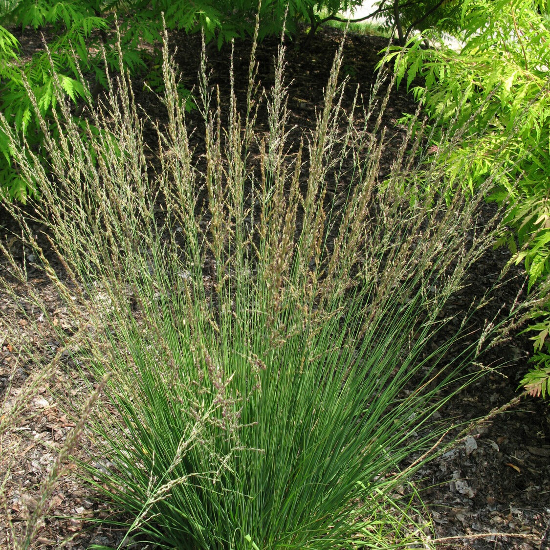 Bakker Molinie Moorflamme graminée pot 9cm violet cuivré