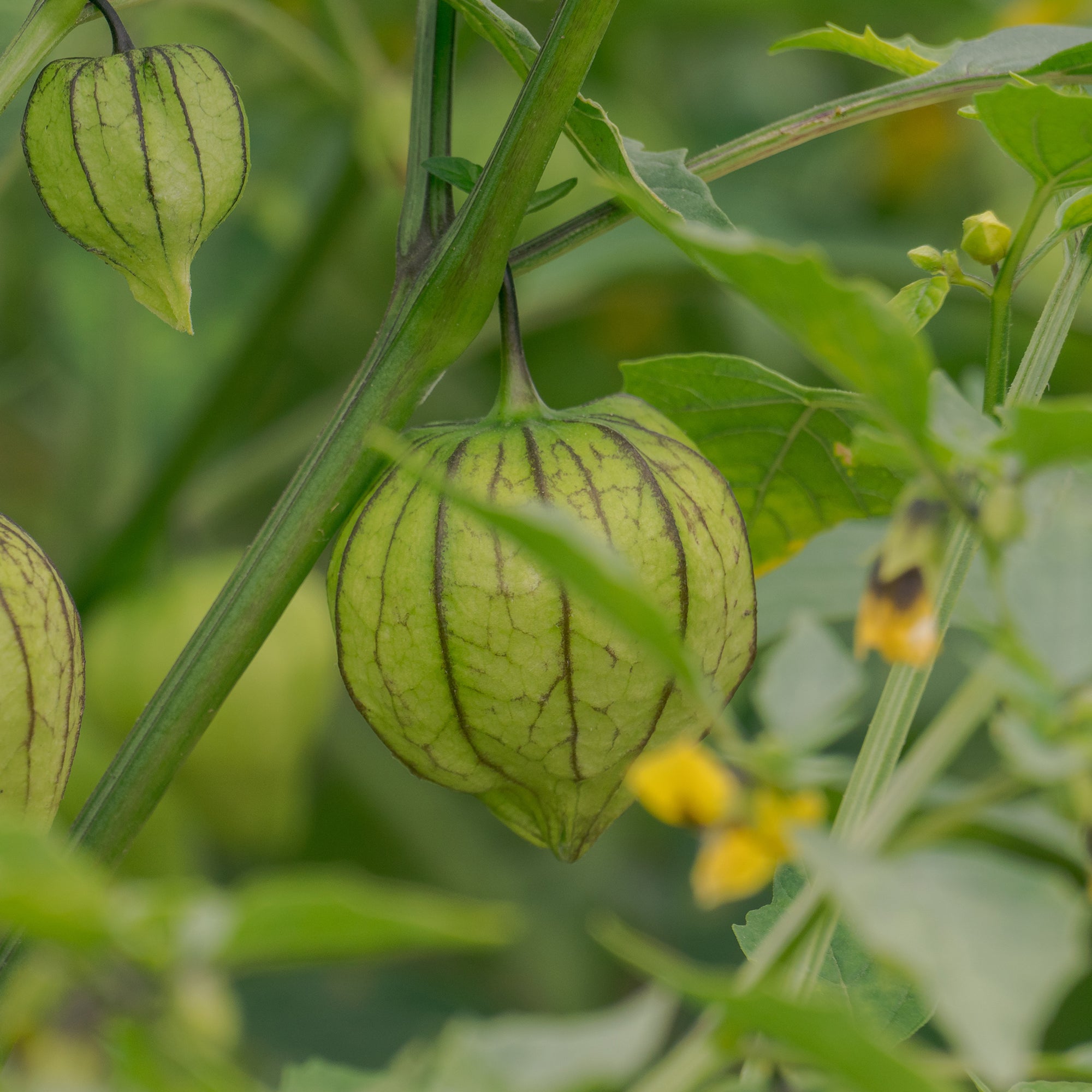 Bakker Tomatillo du Mexique graines sachet 50 graines