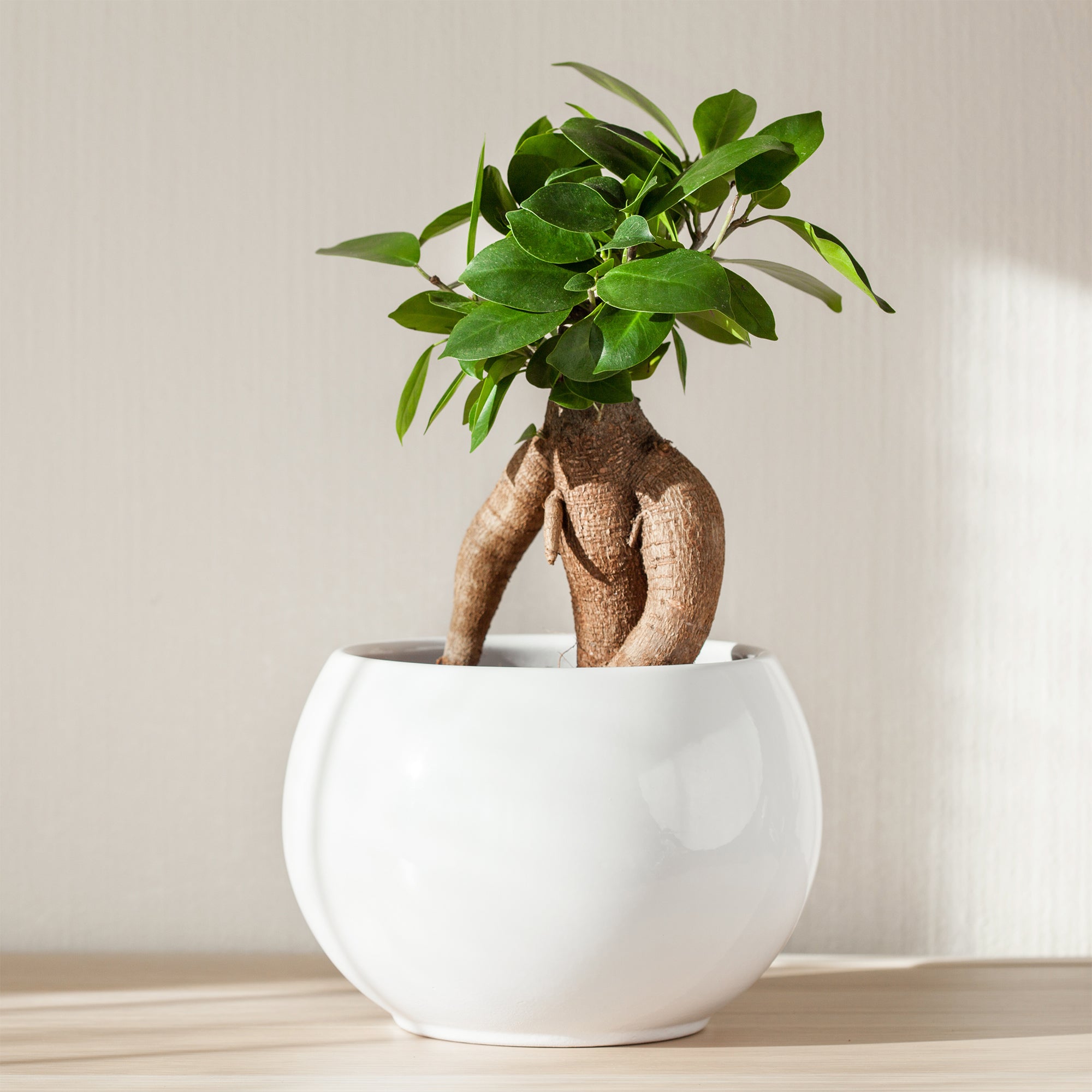Bakker Ficus Ginseng plante d'intérieur pot Ø 12cm bonsaï