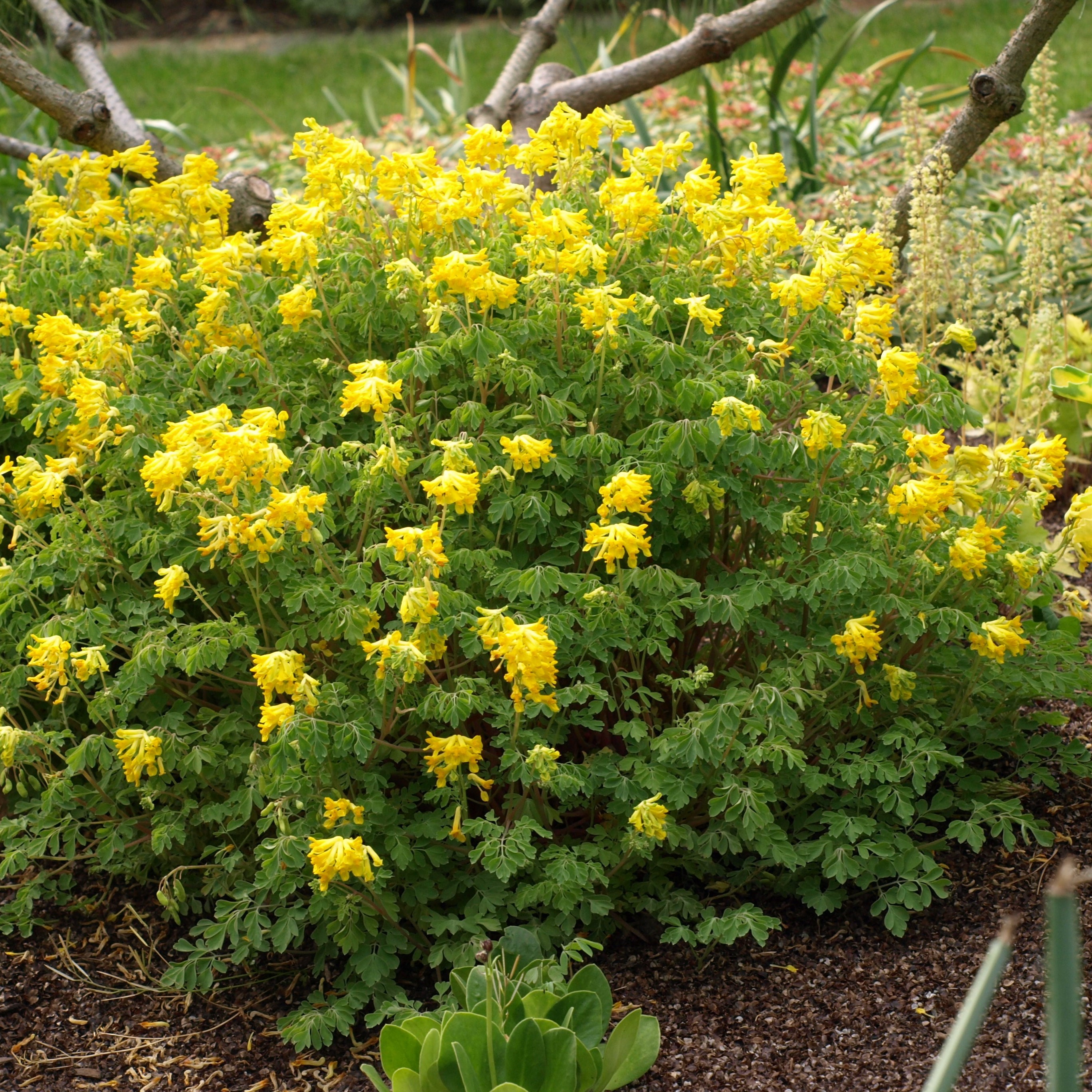 Passion Vivaces Corydalis lutea plante vivace godet fleurs jaunes