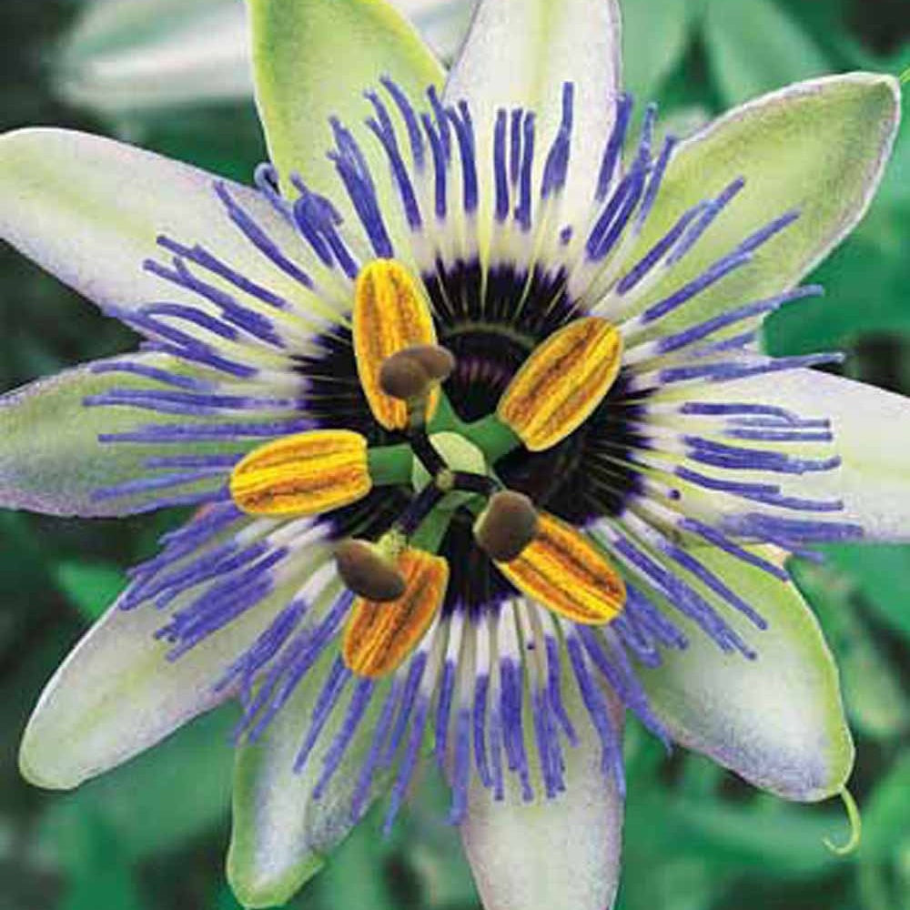 Bakker Clear Sky passiflore grimpante pot 2L fleurs bleues