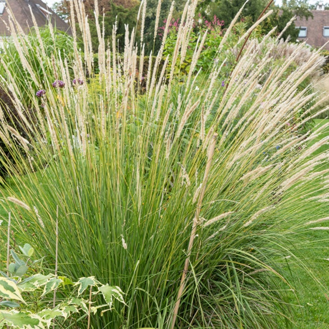 Bakker Pennisetum macrourum pot 9cm crème