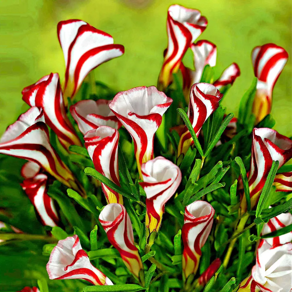 Bakker 10 Oxalis striés bulbes sachet calibre III multicolore