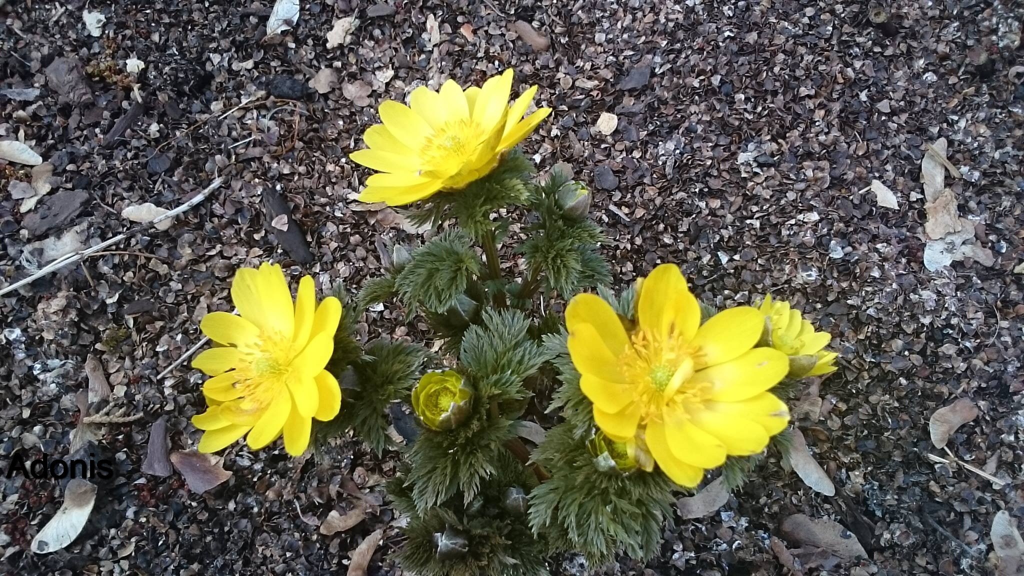 Passion Vivaces Adonis amuriensis Fukujukai plante jaune