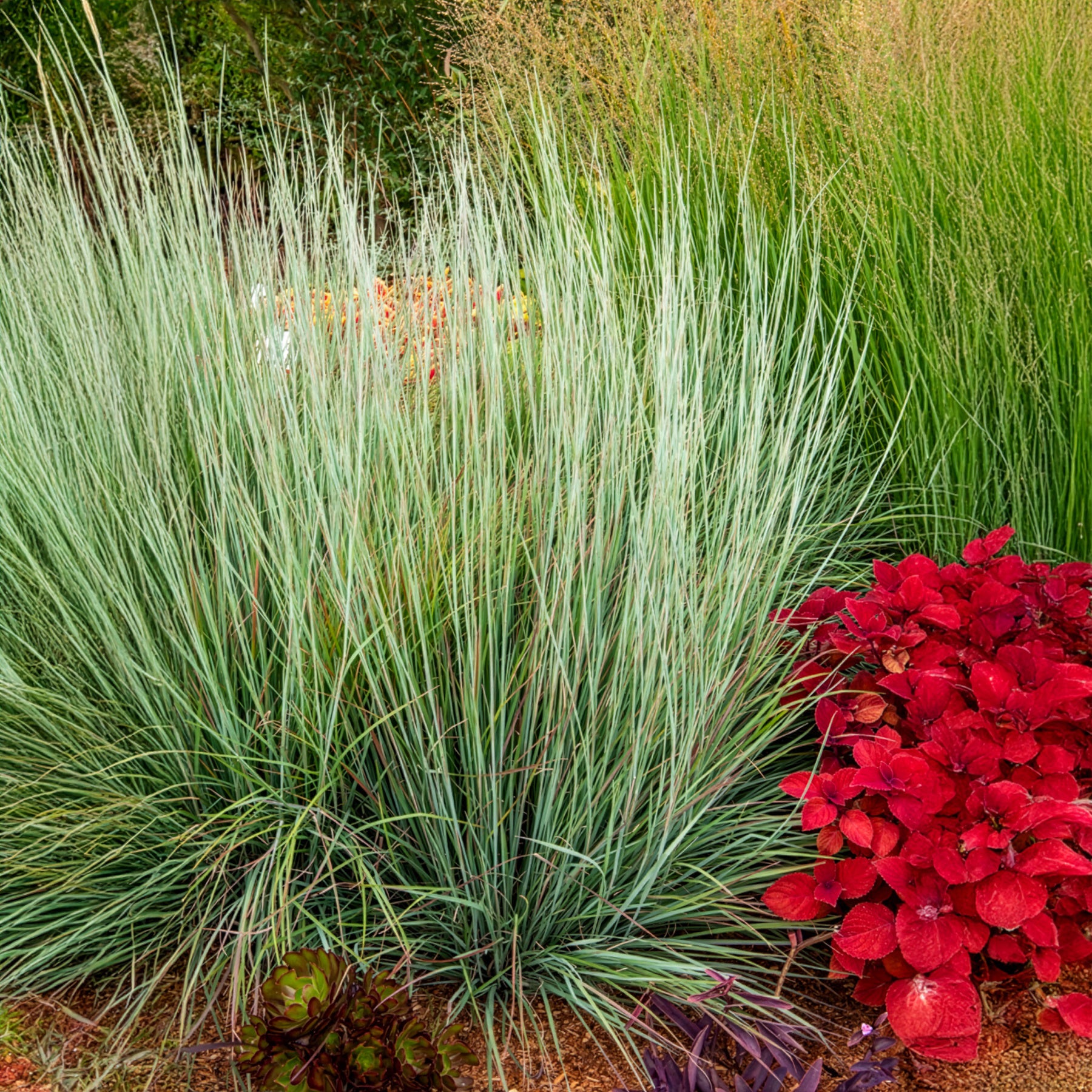 Bakker Plantes Andropogon Standing Ovation graminée pot 9cm