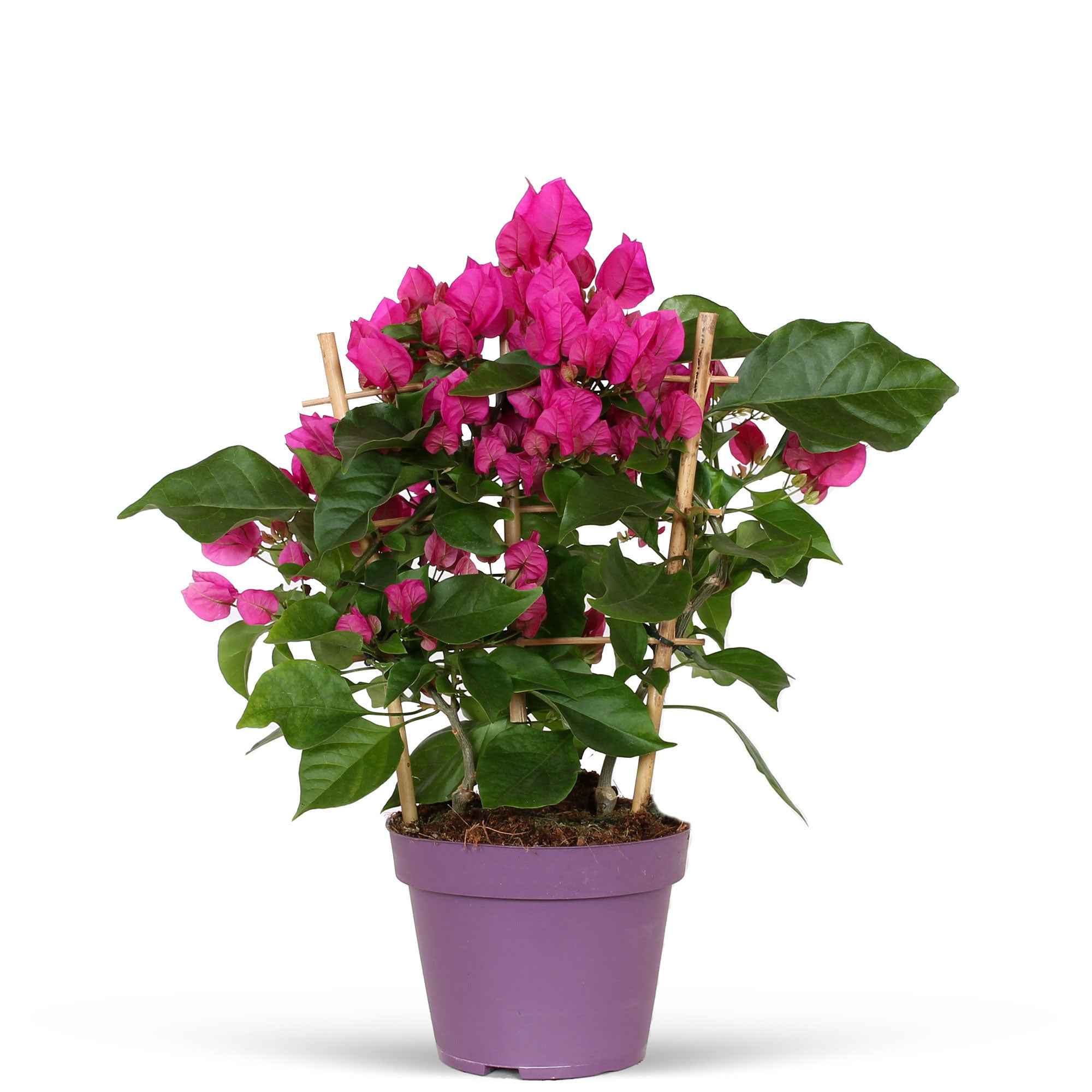 Bakker Plantes d'extérieur Bougainvillier Vera Deep Purple pot 12cm violet