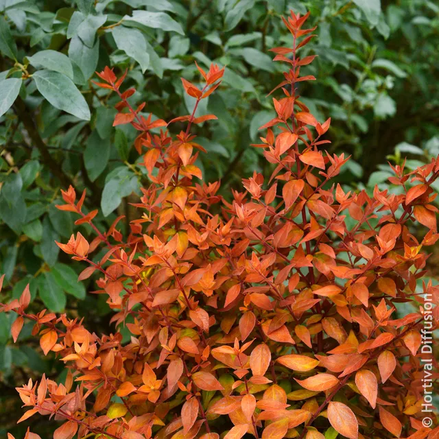 Bakker Abelia Caramel Charm arbuste pot 9cm feuillage doré