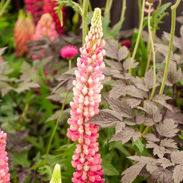 Bakker Lupin Gallery Pink vivace pot Ø 9cm rose