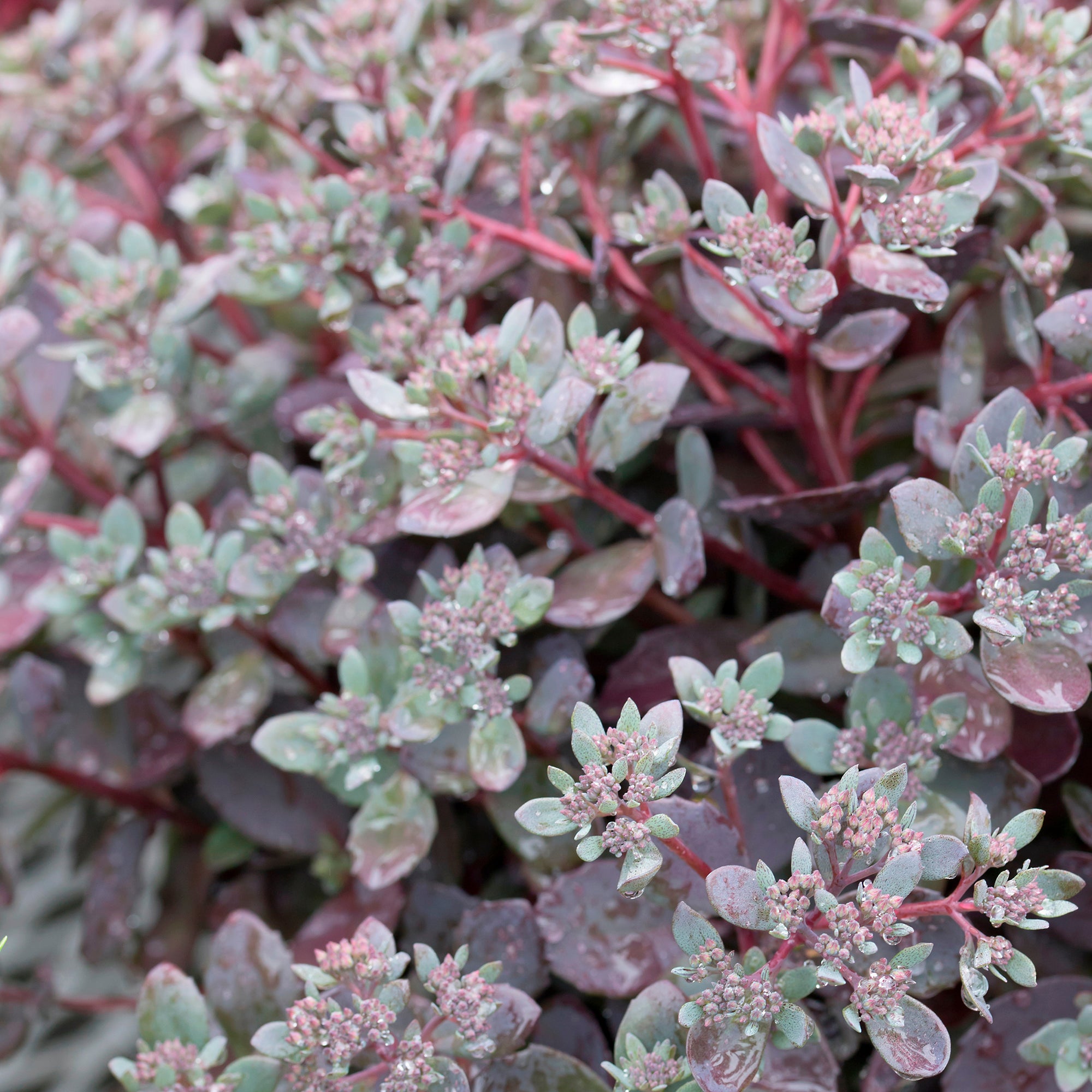 Bakker Sedum Dazzleberry orpin pot 8 cm pourpre couvre-sol