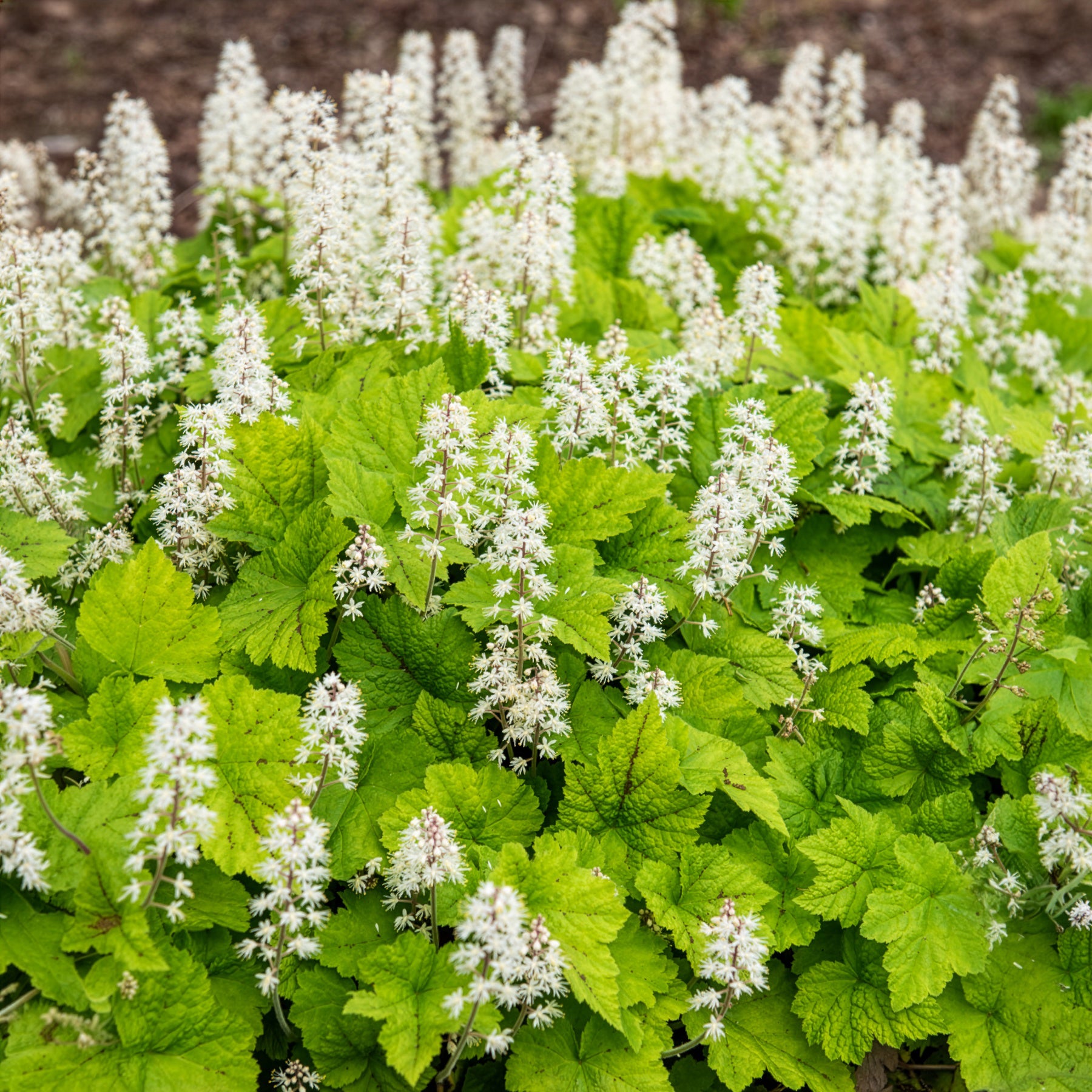 Bakker Tiarelle cordifoliée plante vivace pot 9cm ombre