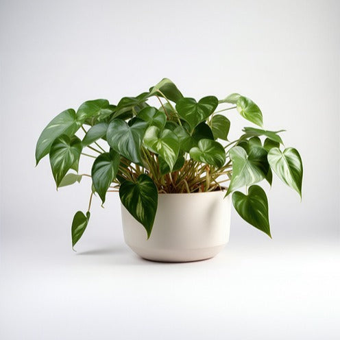 Bakker Monstera scandens philodendron pot Ø15cm cœur