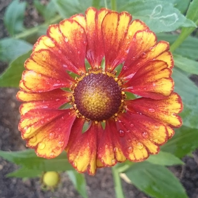Passion Vivaces Helenium automnale ‘Feuersiegel’ plante vivace godet