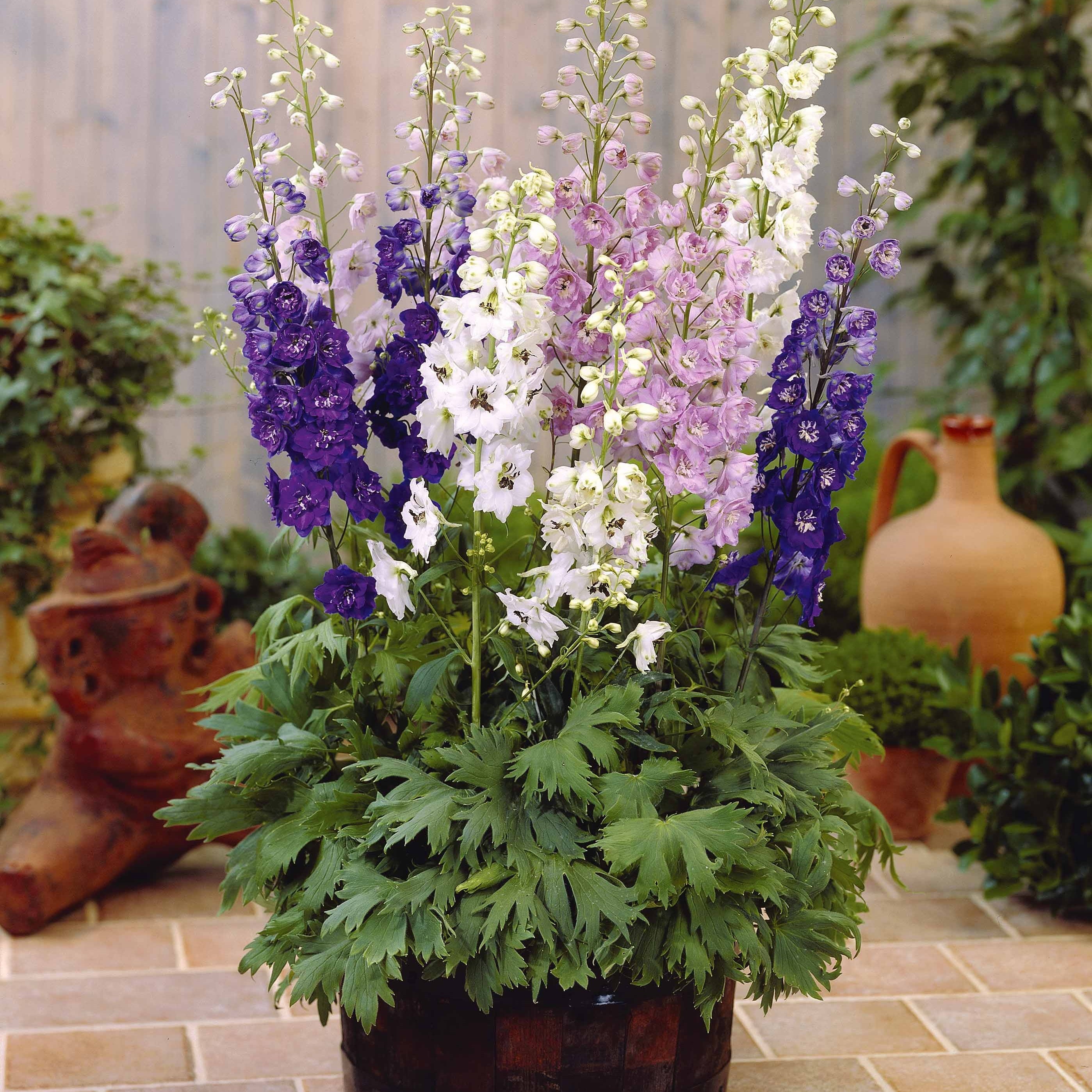 Bakker Plantes vivaces Delphiniums Magic Fountain vivace lot 2 bleu