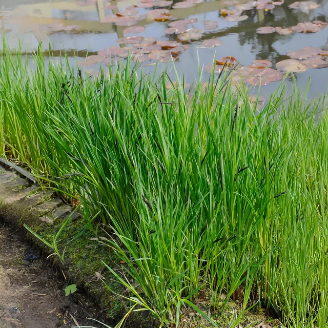 Bakker Laîche des rives Carex riparia pot 9cm