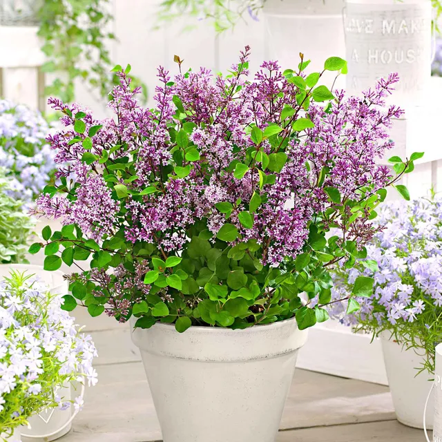 Bakker Lilas nain Dark Purple arbuste violet pot 3L parfumé