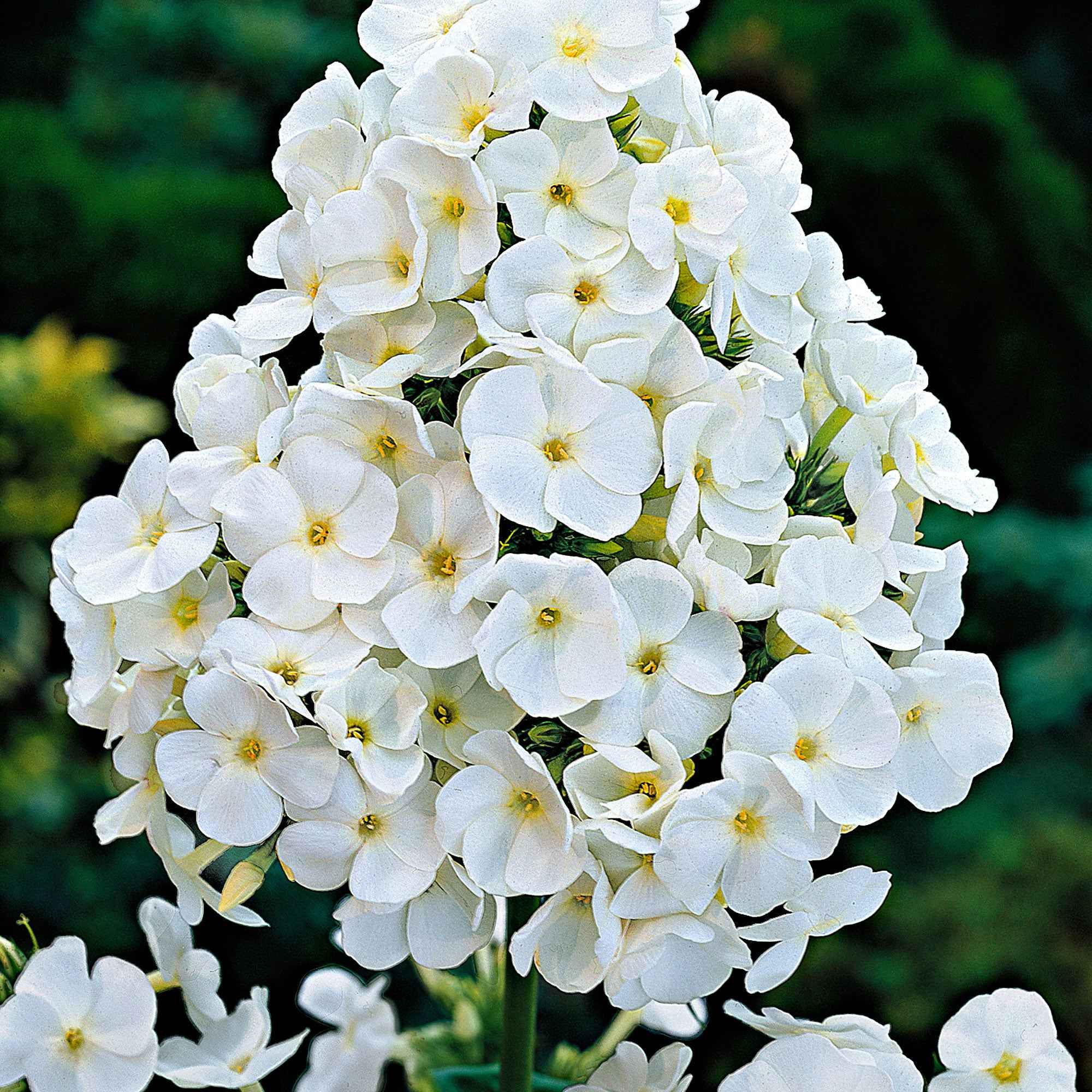 Bakker Phlox White Admiral vivace pot 9cm blanc