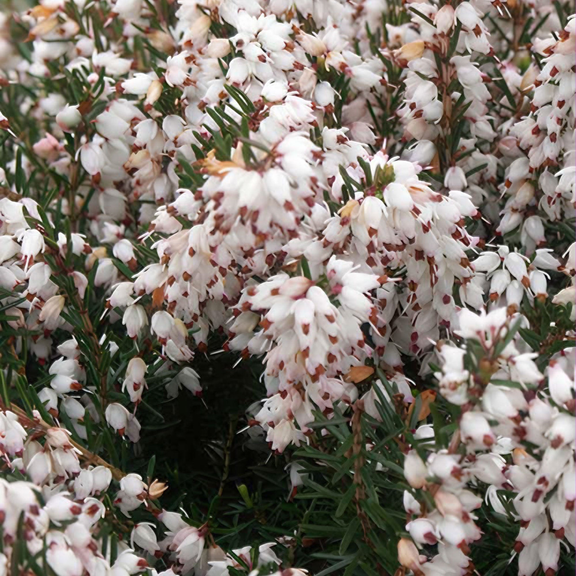 Bakker Terrasse Bruyère d'hiver Silberschmelze pot 8cm blanc