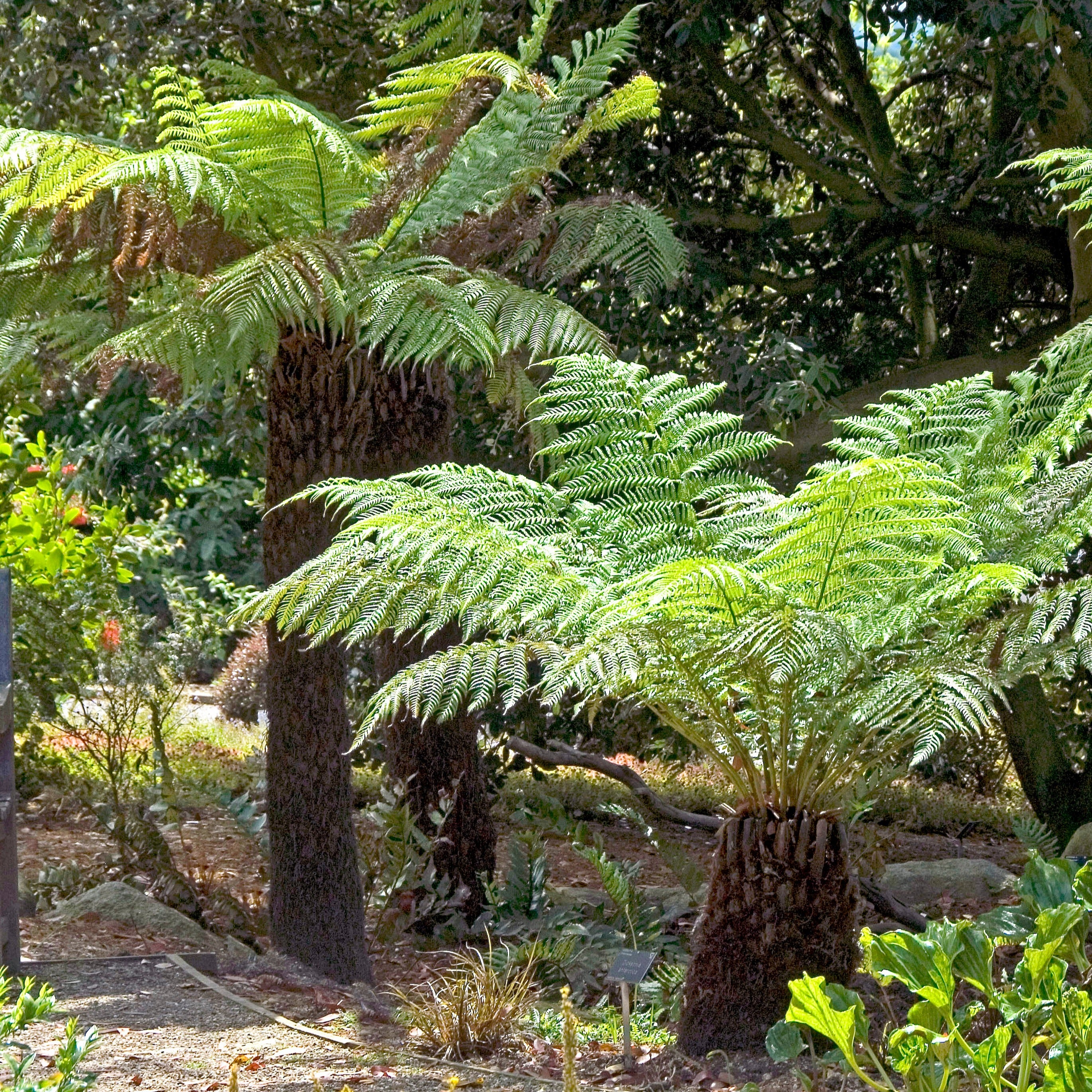 Bakker Plantes vivaces Fougère Tasmanie pot 9 cm