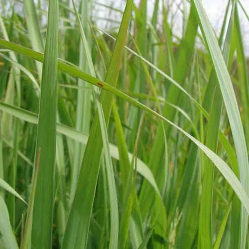 Bakker Molinie Élevée Plante d'Extérieur Pot 9cm Jaune