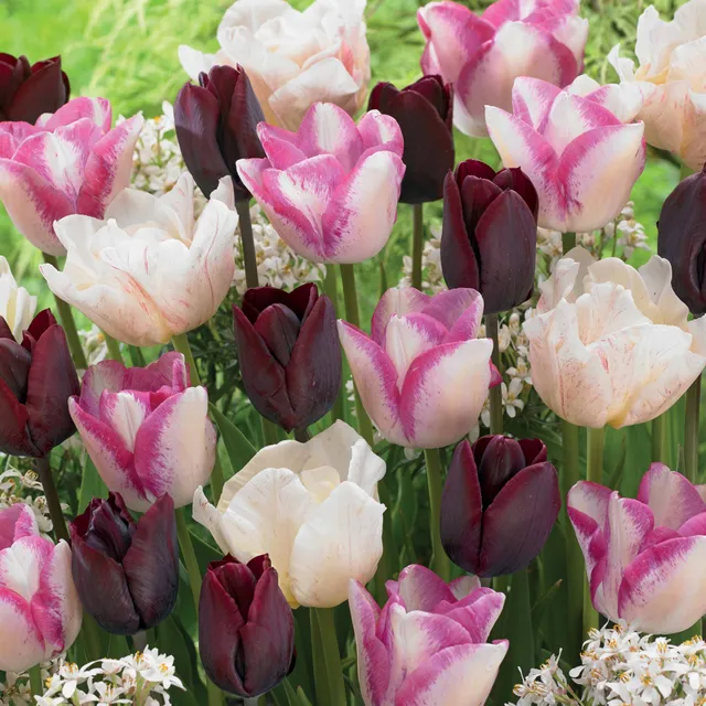 Bakker Bulbes à fleurs Tulipes Silk Road bulbes sachet 15 mélange
