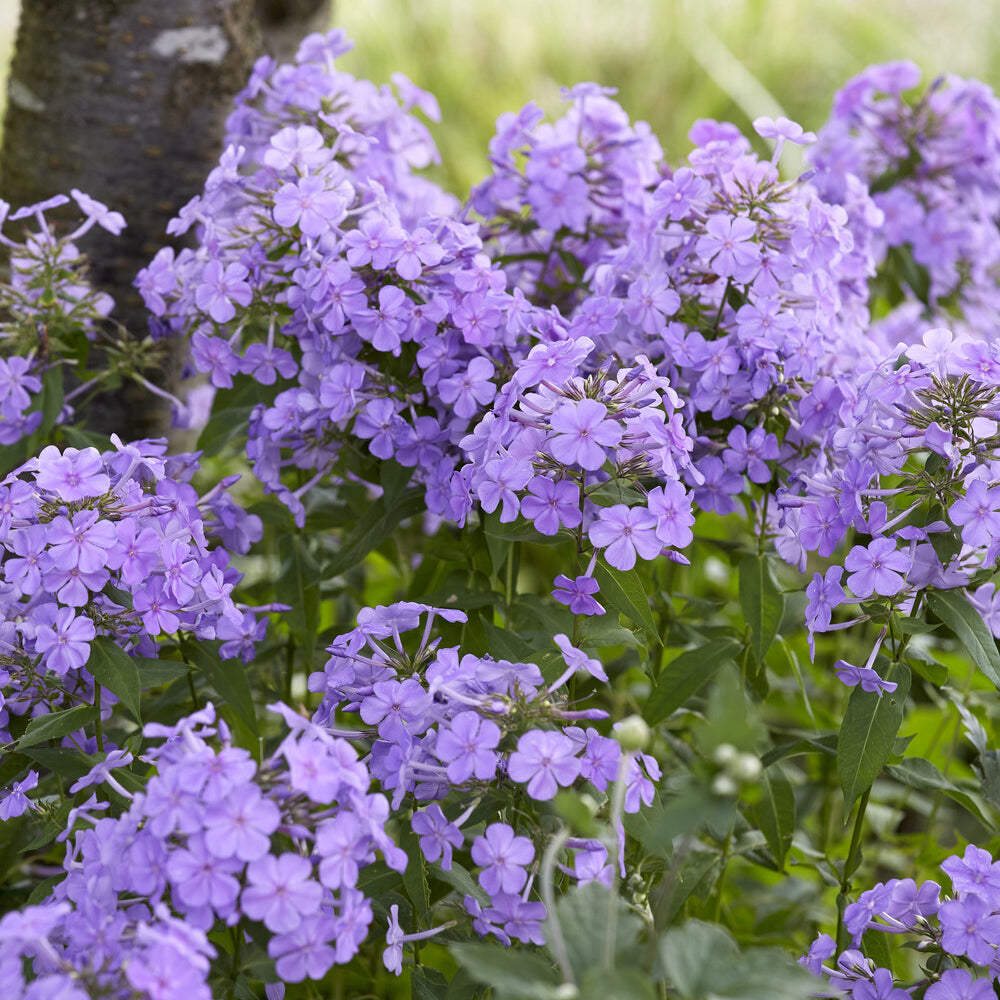 Bakker Phlox Blue Paradise vivace pot 9cm bleu