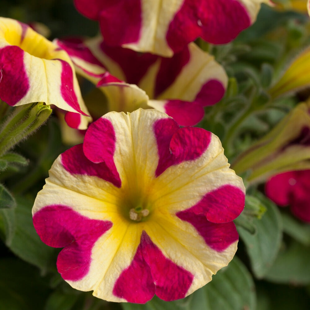 Bakker Pétunias Amore Reine des cœurs 3 pots fleur bicolore