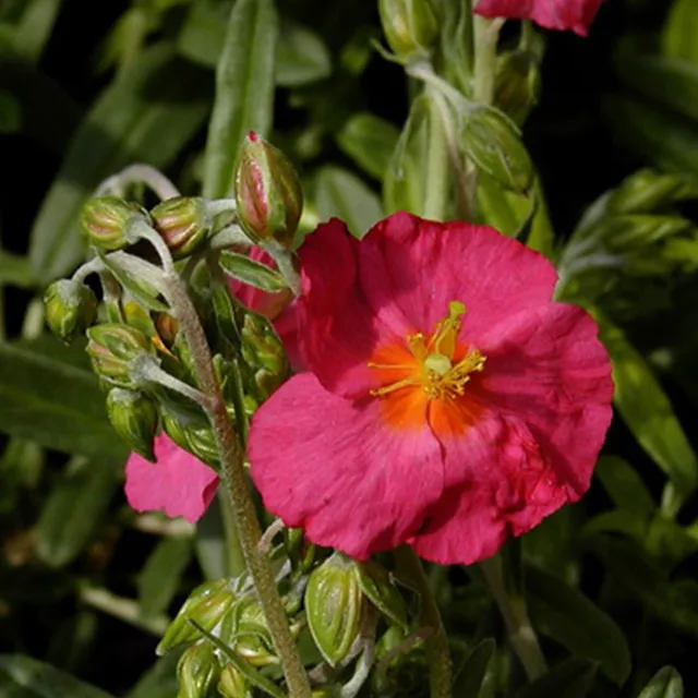 Bakker Hélianthème Ben Hope vivace pot 8cm fleur fuchsia