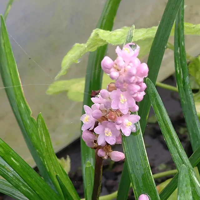 Passion Vivaces Liriope muscari Samantha vivace pot 1 litre rose