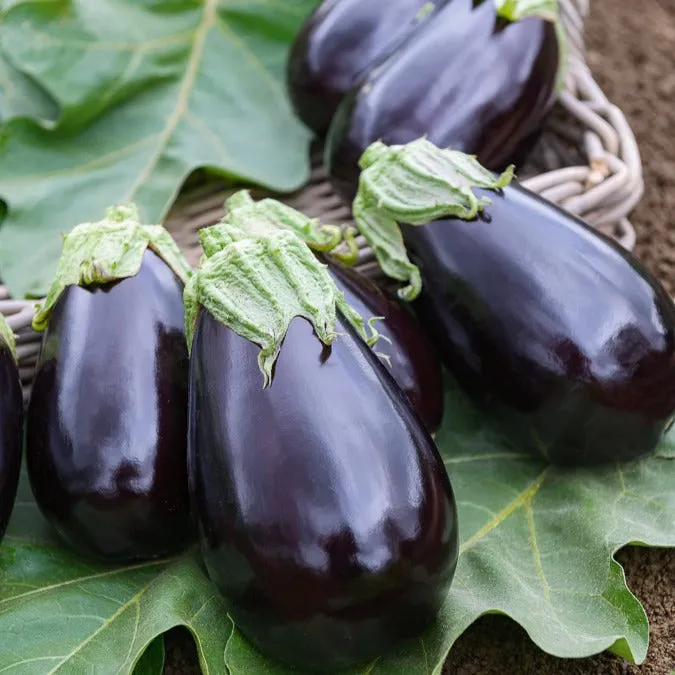 Bakker Bonica F1 aubergine sachet 0,2g violette précoce