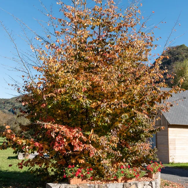 Bakker Arbre de fer Parrotia persica arbre pot 3L 60-80cm