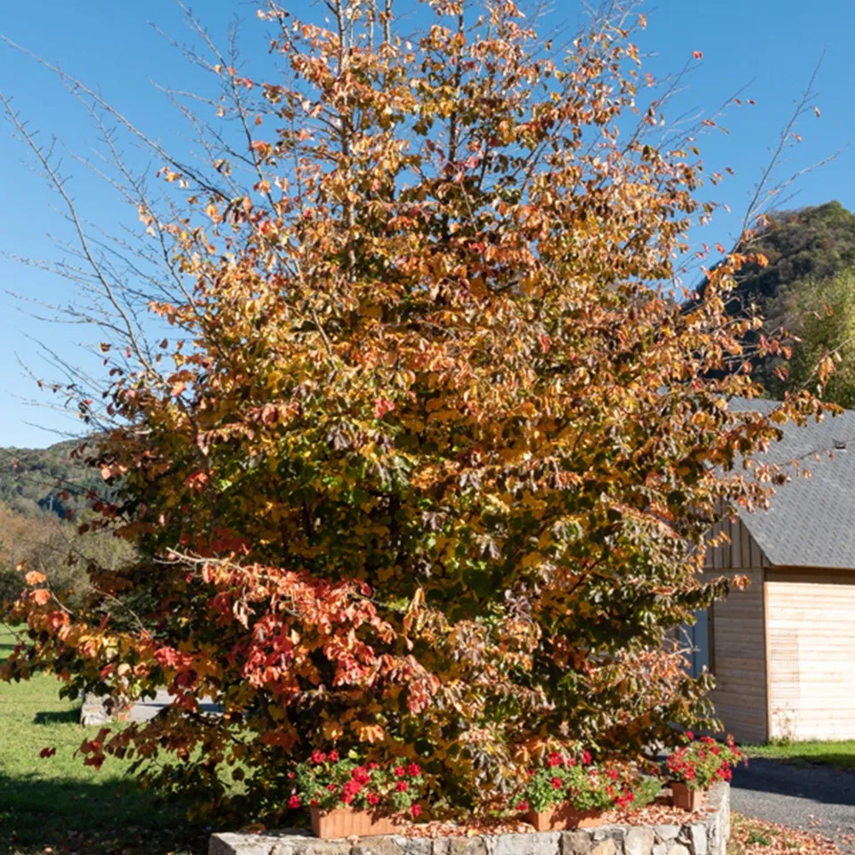 Bakker Arbre de fer Parrotia persica arbre pot 3L 60-80cm