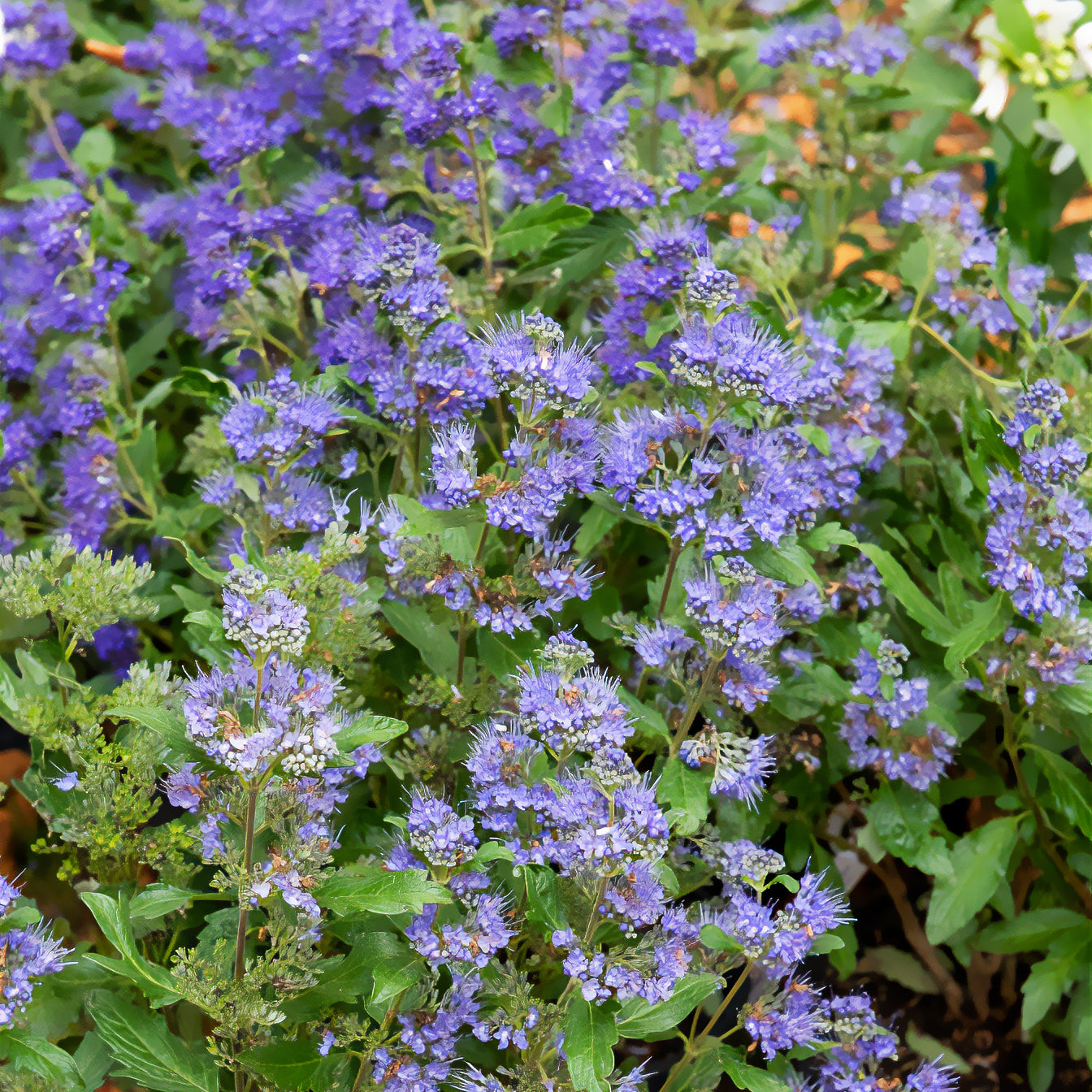 Bakker Caryopteris Grand Bleu Inoveris arbuste pot 1,3L bleu