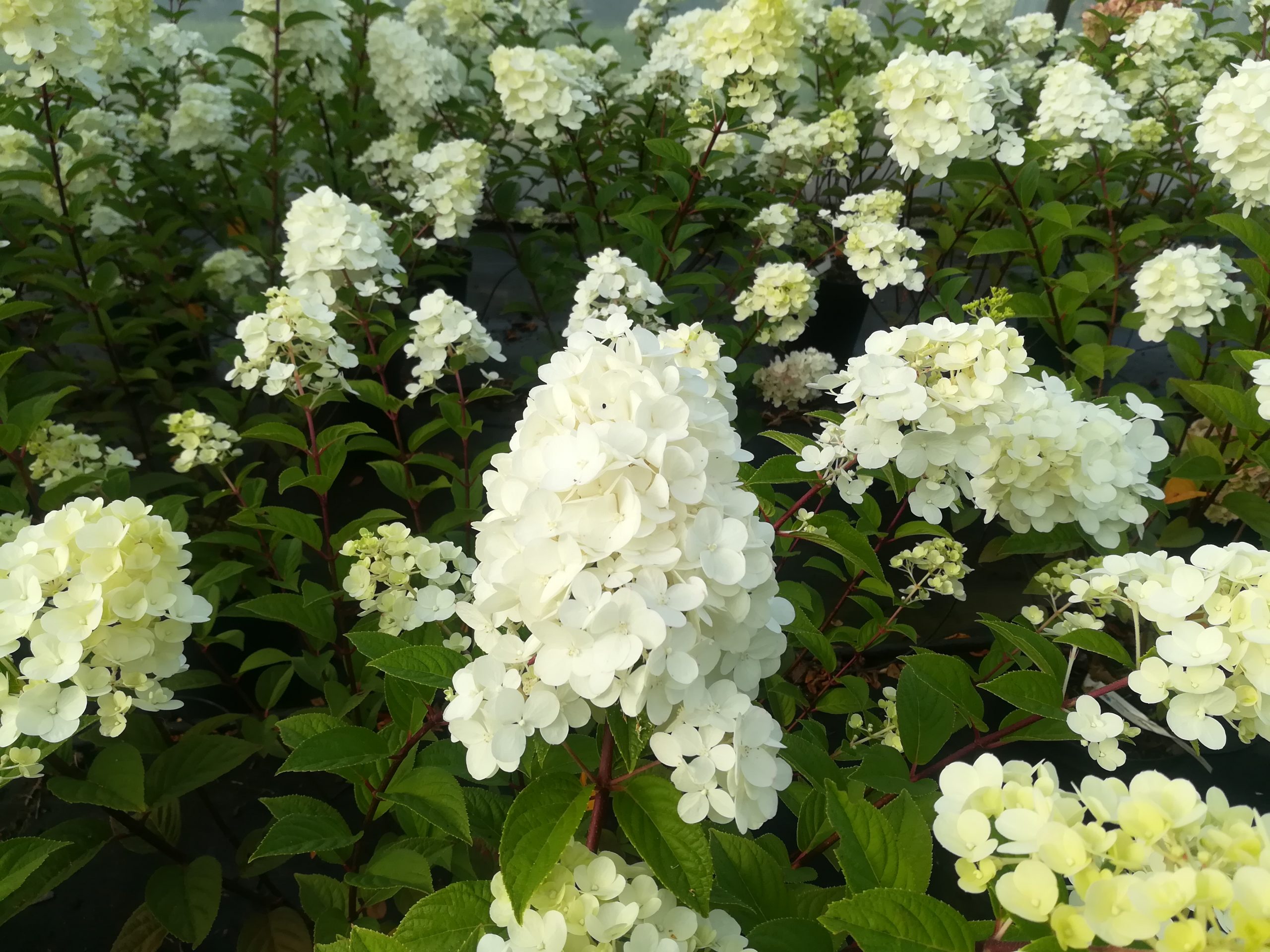 Les Hortensias du Haut Bois Sundae Fraise hortensia panicule nain