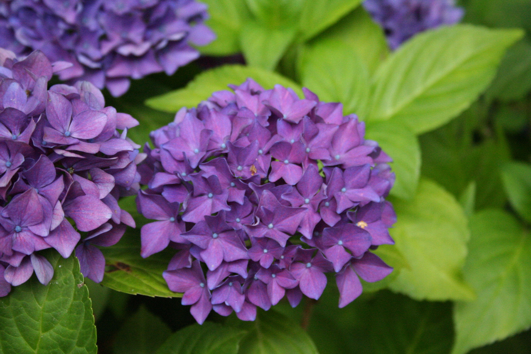 Les Hortensias du Haut Bois Hobergine hortensia fleurs rondes