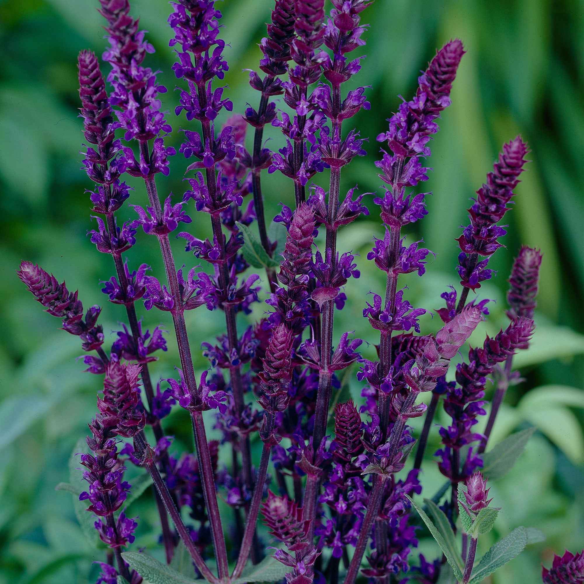 Bakker Caradonna sauge pot 9cm tiges noires violette